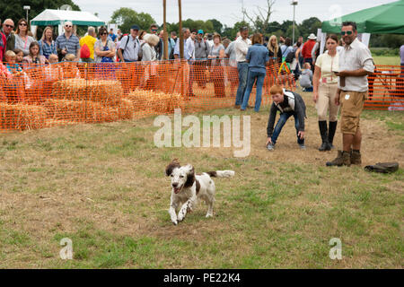 Boy and dog taking part in the gun dog arena at the annual Ellingham and Ringwood Agricultural Society Show in the rural west of Hampshire, England, UK, 11th August 2018. Stock Photo