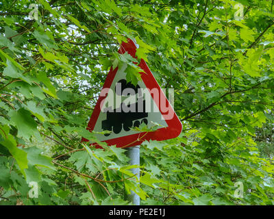 A train roadsign indicating a level crossing is ahead. This sign is partially obscured by tree branches and leaves in full bloom Stock Photo