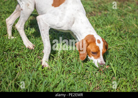 English pointer on the grass, animals world. Stock Photo