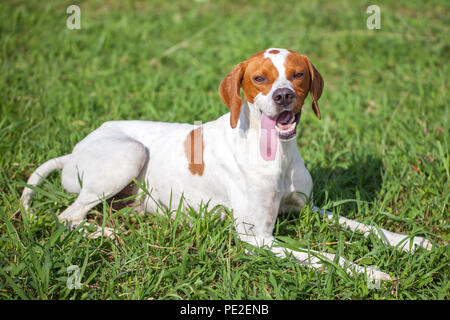 English pointer sits on the grass, animals world. Stock Photo