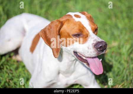 English pointer sits on the grass, animals world. Stock Photo