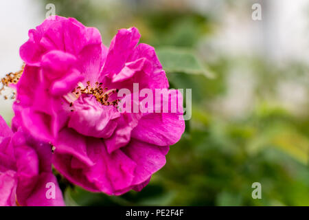 Pink peony bud, selective focus, shallow depth of field Stock Photo