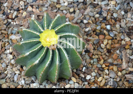Balloon Cactus or Green Ball Cactus, Blue Ball Cactus with blooming yellow orange flowers Stock Photo