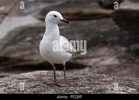 Single seagull bird standing in profile on coastal rock platform Stock Photo