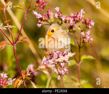 Meadow brown butterfly Maniola jurtina in the English countryside Stock Photo