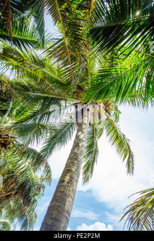 Man climbing a palm tree Stock Photo