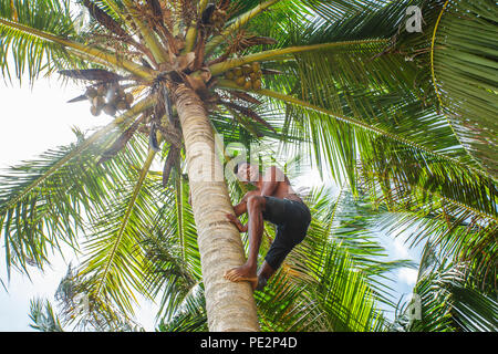 Man climbing a palm tree Stock Photo