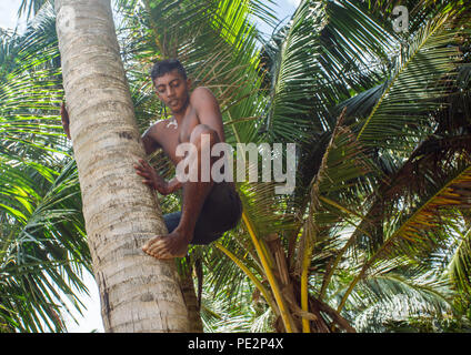 Man climbing a coconut palm tree picking coconuts Stock Photo - Alamy