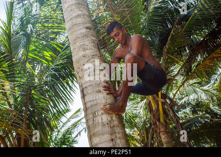 Man climbing a palm tree Stock Photo