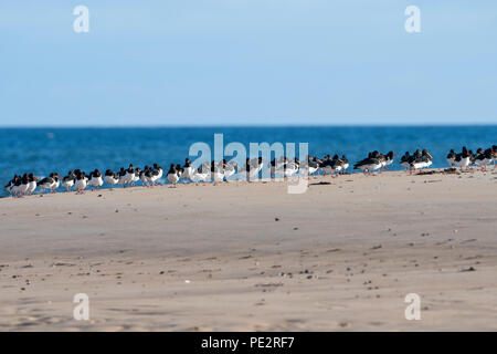 A flock of Eurasian Oystercatchers (Haematopus ostralegus) roosting on the beach at Coul Links, Loch Fleet, Sutherland; Scotland, UK Stock Photo