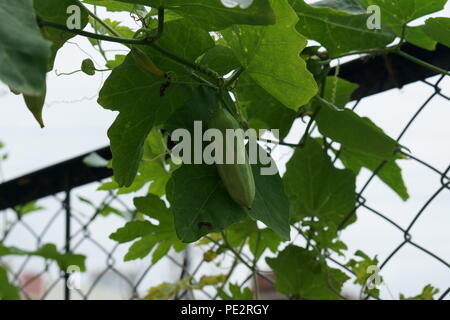 Ready to eat ivy gourd hanging from climber plant Stock Photo