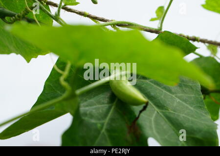Ivy Gourd in my garden Stock Photo