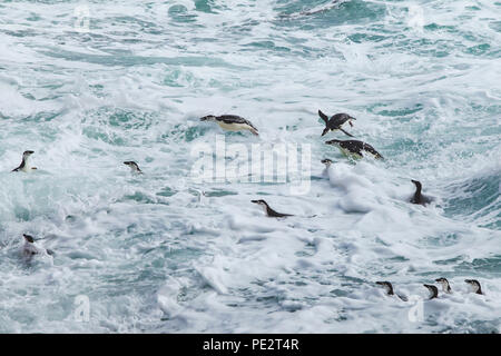 chinstrap penguins swimming in rough ocean waves in Antarctica Stock Photo