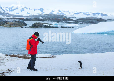 photographer and model, bird wildlife nature photography, tourist taking photo of penguin in Antarctica with big dslr camera and tele lens
