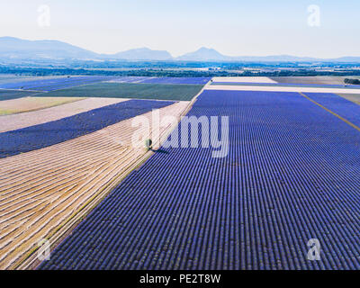 aerial view of lavender fields in bloom in Provence, landscape of France Stock Photo