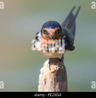 Song Bird Barn Swallow Stock Photo