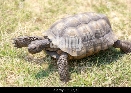 Captive adult male California Desert Tortoise walking on grass. Stock Photo