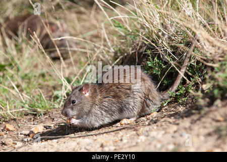 Brown Rat, (Rattus norvegicus), feeding on waste food, Brent Reservoir, also known as Welsh Harp Reservoir, Brent, London, United Kingdom Stock Photo