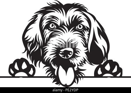 German Pointer Breed Pet Puppy Isolated Head Face Stock Vector