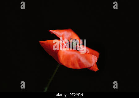 One bright red (orange crimson) poppy flower isolated on a black background Stock Photo