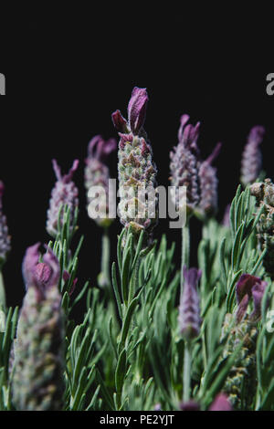 Purple lavender (French lavender, Spanish lavender, tufted lavender, butterfly lavender) isolated on a black background Stock Photo