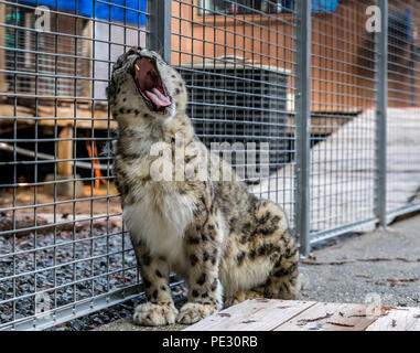 Wild snow leopard showing his teeth while yawning in a cage at a sanctuary Stock Photo