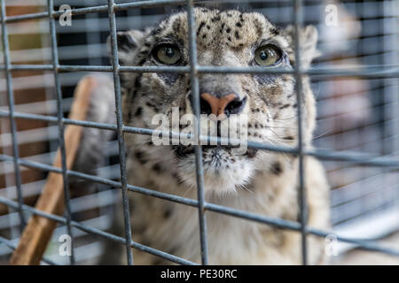 Wild snow leopard, looking straight at the camera, getting its fur on the head brushed in a cage at a sanctuary Stock Photo
