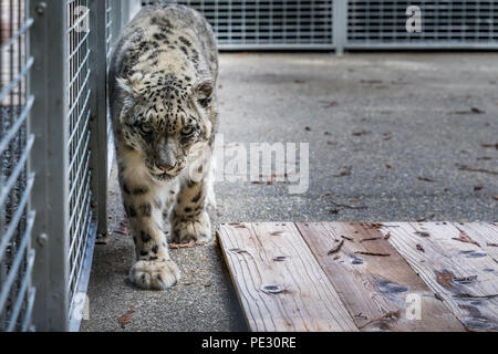 Wild snow leopard, looking straight at the camera and pacing in a cage at a sanctuary Stock Photo
