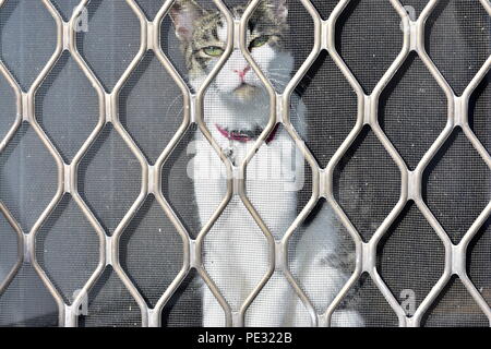 Cat looking out of door. Stock Photo