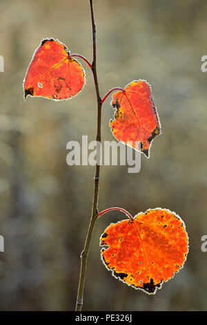 Frosted aspen leaves on a sapling in late autumn, Greater Sudbury, Ontario, Canada Stock Photo