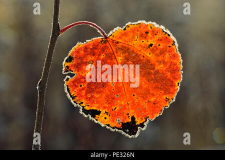 Frosted aspen leaves on a sapling in late autumn, Greater Sudbury, Ontario, Canada Stock Photo