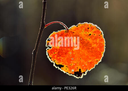 Frosted aspen leaves on a sapling in late autumn, Greater Sudbury, Ontario, Canada Stock Photo