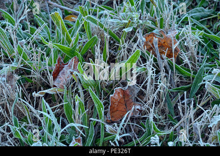 Frosted roadside grasses and leaves, Great Smoky Mountains National Park, Tennessee, USA Stock Photo