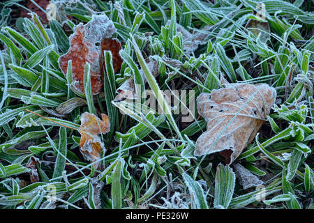 Frosted roadside grasses and leaves, Great Smoky Mountains National Park, Tennessee, USA Stock Photo