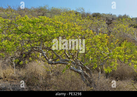 Palo Santo trees with fresh foliage, Galapagos Islands National Park, Floreana Island, Ecuador Stock Photo