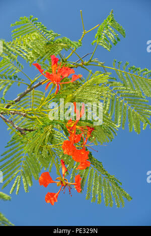 Street scene in the townsite- Residential tree with flowers, Puerto Baquerizo Moreno, San Cristobal Island, Ecuador Stock Photo