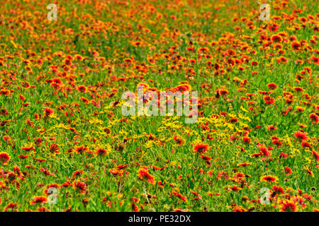 Hill Country wildflowers, Johnson City, Texas, USA Stock Photo