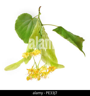 Linden (Tilia platyphyllos / cordata) leaves and flowers isolated on white background Stock Photo