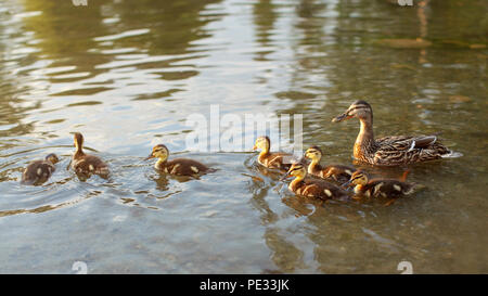 Little wild ducklings swimming on pond with mother duck in background, during evening sunset light. Stock Photo