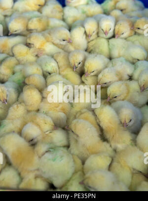 Batch of day old broiler chicks on a poultry unit. Lancashire, UK. Stock Photo