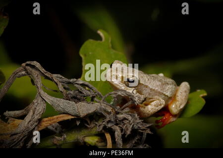 Painted african reed frog (Hyperplius marmoratus taeniatus) pale stage. Found inside Intaka Island nature reserve, south africa. Stock Photo