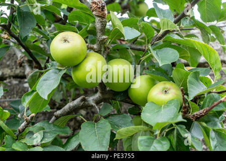 Row of green apples on an apple tree Stock Photo