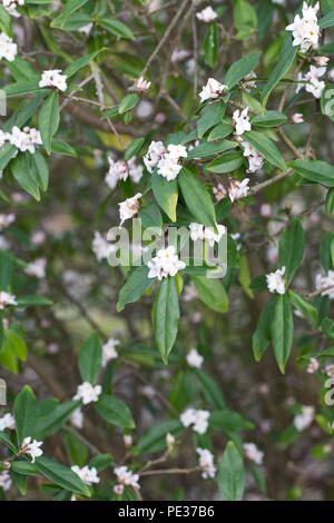 Daphne bholua 'Spring Herald' flowers. Stock Photo