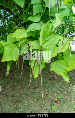 Catalpa tree also known as Indian bean tree Stock Photo