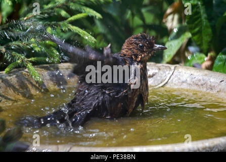 Blackbird Fledgling (turdus merula) in Birdbath, UK Stock Photo