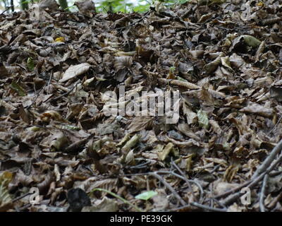 natural texture Stock Photo