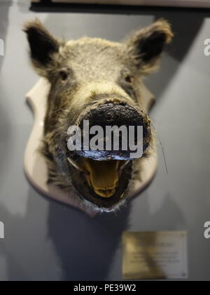 the taxidermy head of a boar Stock Photo