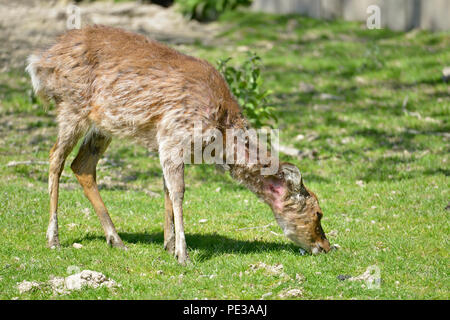 Female Vietnamese sika deer (Cervus nippon pseudaxis) grazing with the neck injury Stock Photo