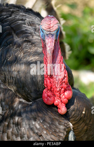 Portrait of male turkey (Meleagris) seen from front Stock Photo