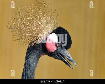 Profile portrait of Black Crowned Crane (Balearica pavonina) with open beak Stock Photo